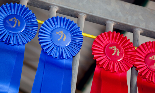 Show horse ribbons