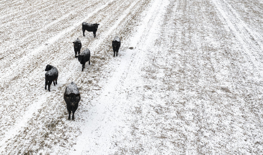 Managing Livestock Health During Winter: Preventing Stress and Illness in the Cold
